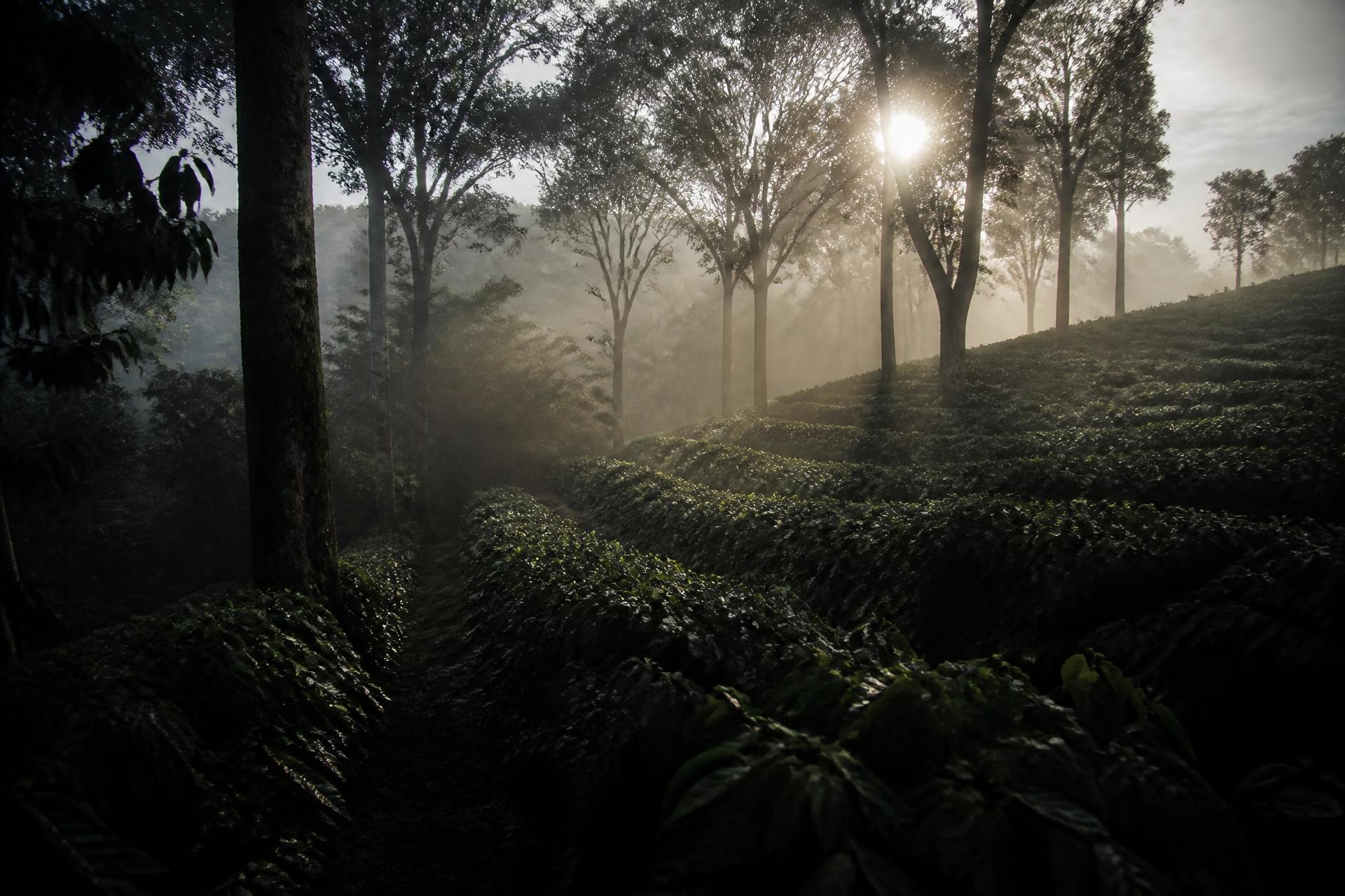 Misty coffee plantation rows at Salawara Estate in early light